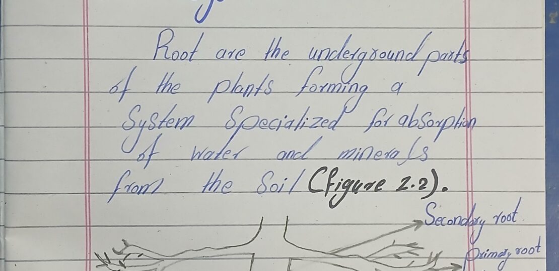 ROOT AND SHOOT SYSTEM IN PLANTS